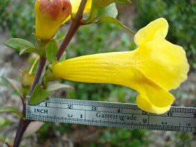 Aureolaria flava False Foxglove